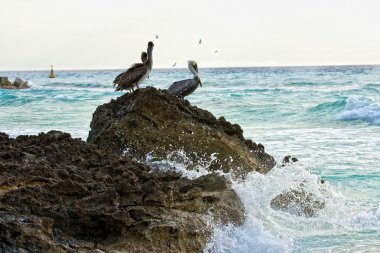 Karayip Denizi. kayanın üzerinde oturan Pelikan