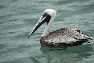 Pelican is floating on sunny day clipart