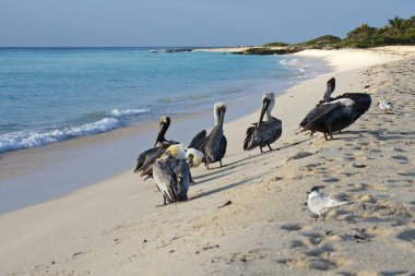 Pelikan bir sahilde yürüyüş