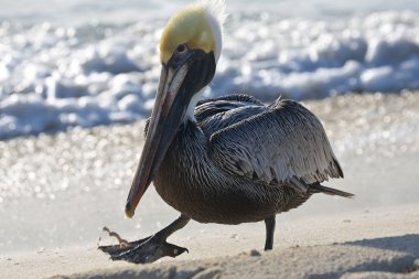 Pelican is walking on a shore clipart