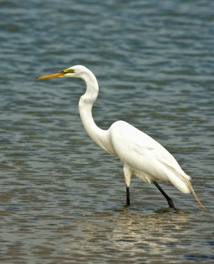 White Crane clipart