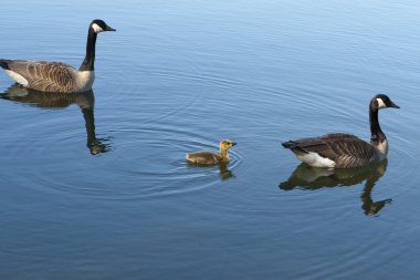 Bebek ile Kanadalı kaz