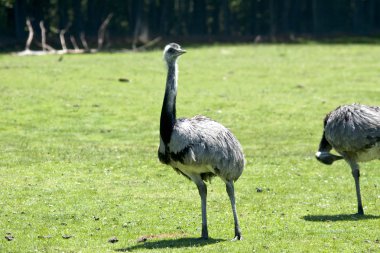 rhea bir alanda yürüyüş