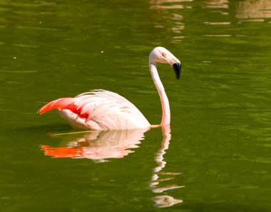 Flamingo Gölü