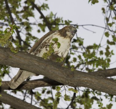 Hawk Feeding On Marsh Rat clipart