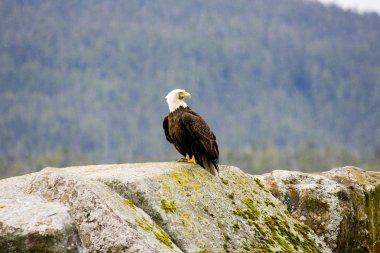 American bald eagle clipart