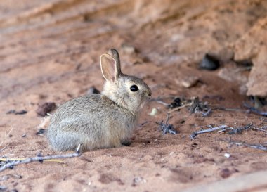 Rabbit at Arizona desert clipart