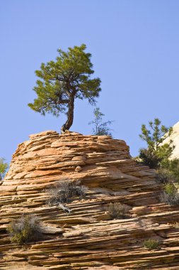 Zion national park