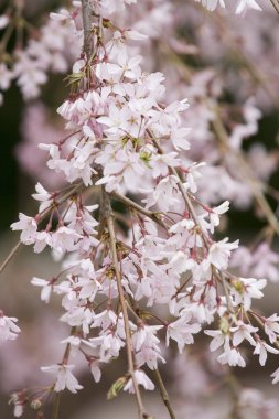 güzel çiçekli ağaç