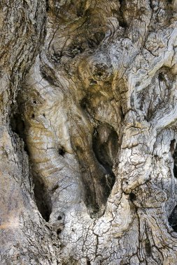 Dried trunk of a tree