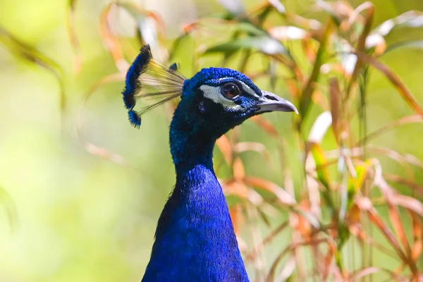 A beautiful male peacock. — Stock Photo, Image