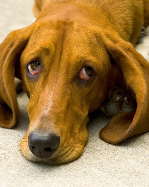 Sad dog — Stock Photo, Image