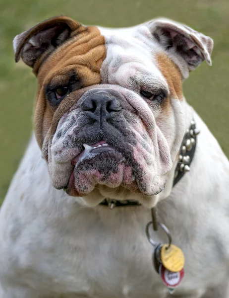 Bulldog inglés — Foto de Stock