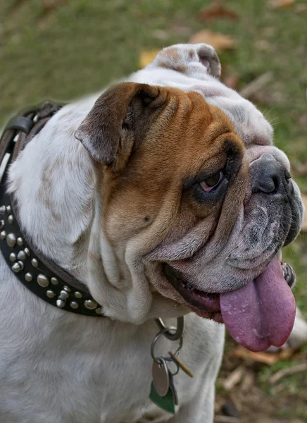Bulldog inglés —  Fotos de Stock