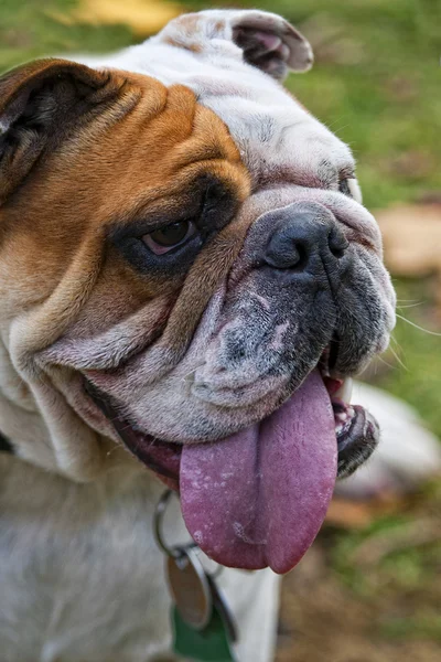 Bulldog inglés — Foto de Stock