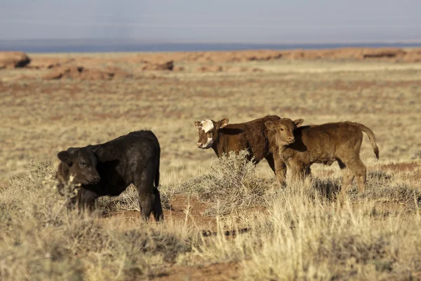 stock image Calfs and Cows Calfs and Cows