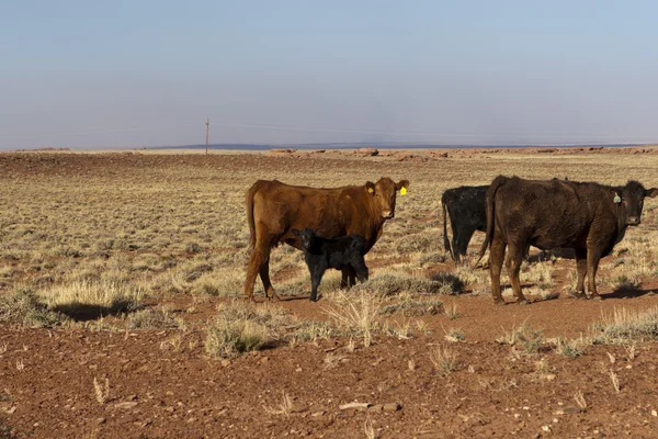 Calfs ve inekler Calfs ve inek — Stok fotoğraf