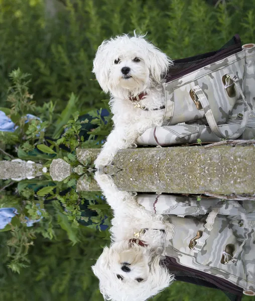 몰타 개 — 스톡 사진