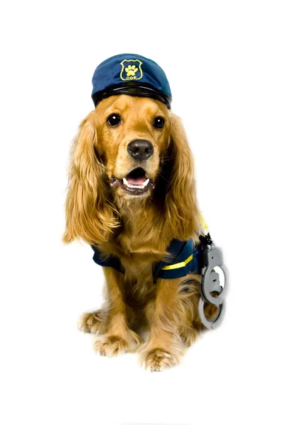 Αστυνομικός σκύλος — Φωτογραφία Αρχείου