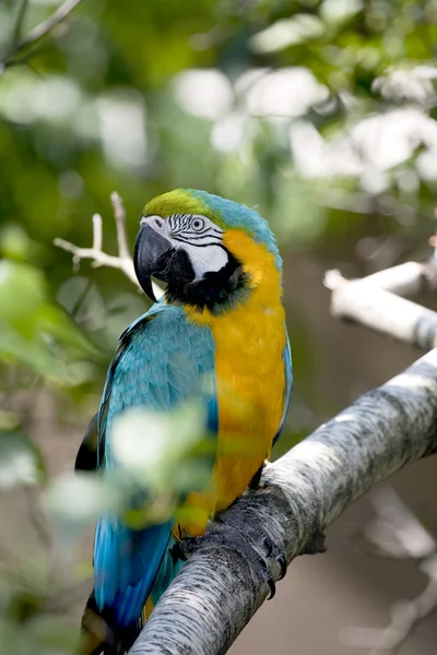 蓝色和黄色金刚鹦鹉-ara ararauna — 图库照片
