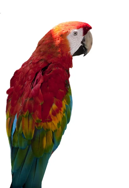 붉은 잉 꼬 앵무새 — 스톡 사진