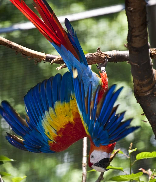 Röd Ara papegoja — Stockfoto