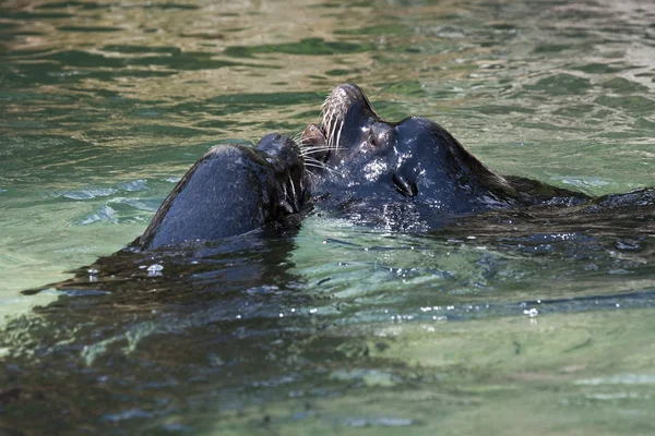 Zoológico de Queens. dos leones marinos se besan en una piscina. — Stockfoto