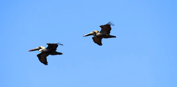 Pelikanen zijn vliegen over de Caribische zee — Stockfoto