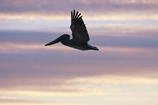 Pelicano está voando sobre o mar do Caribe — Fotografia de Stock