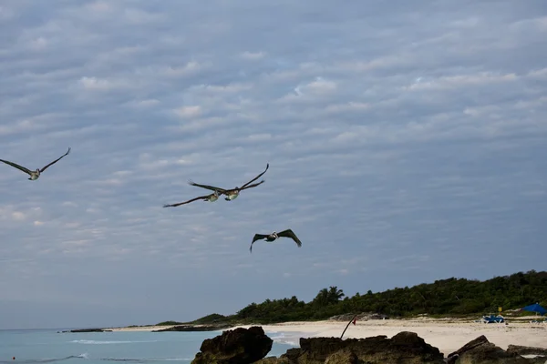 Пеликаны ищут своего хозяина — стоковое фото