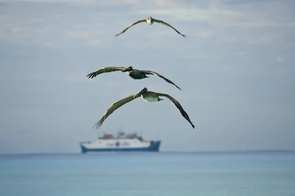 Pelikanere som leter etter sine bønner – stockfoto