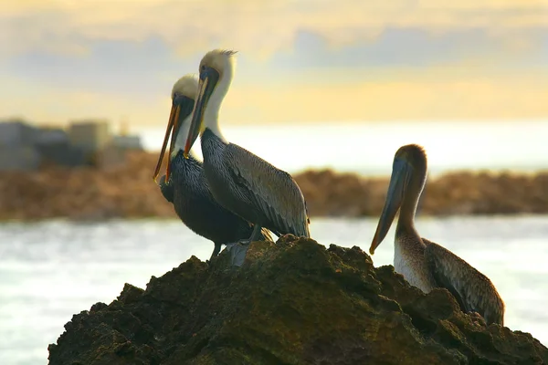 Laut Karibia. Pelicans duduk di atas batu — Stok Foto