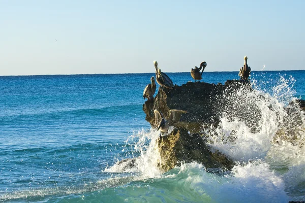 カリブ海。岩の上に座っているペリカン — ストック写真