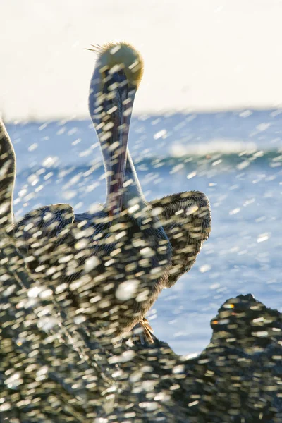 Pelican assis sur un rocher — Photo