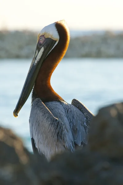 Пелікан сидить на березі — стокове фото