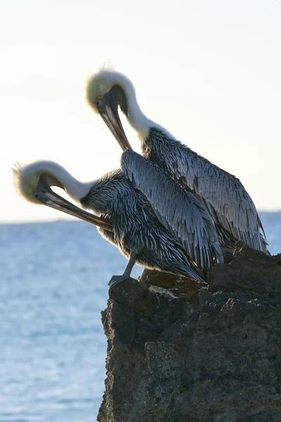Karib-tenger. pelikánok egy rock ül — Stock Fotó