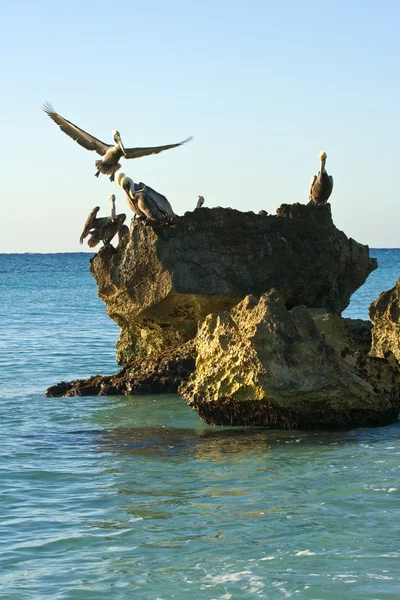 Laut Karibia. Pelicans duduk di atas batu — Stok Foto