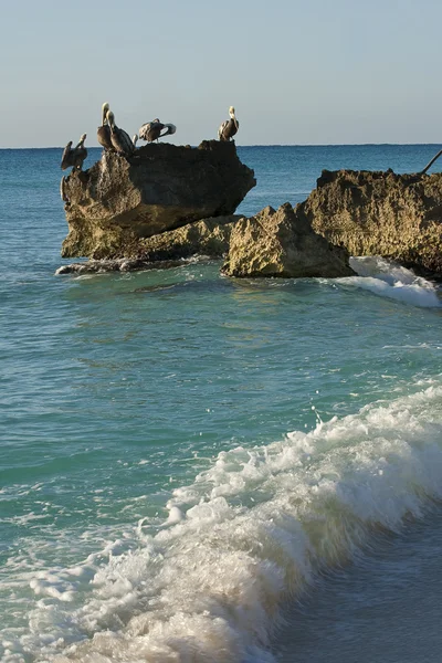 Mar do Caribe. Pelicanos sentados em uma rocha — Fotografia de Stock