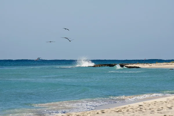 ペリカンは、カリブ海上を飛んでいます。 — ストック写真