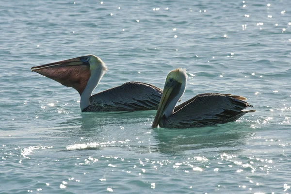 Pelicanos estão flutuando no dia ensolarado — Fotografia de Stock