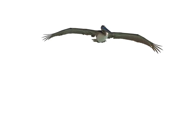 Pelican sta sorvolando il Mar dei Caraibi — Foto Stock
