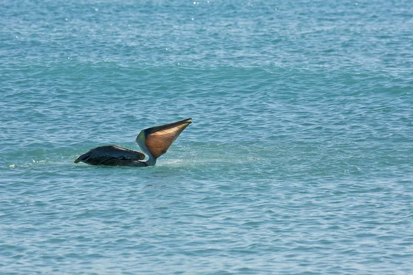 Pelican flotte par une journée ensoleillée — Photo