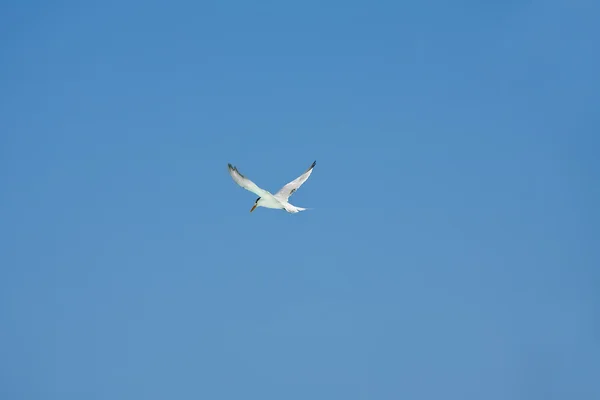 平静的海面上空飞行的海鸥 — ストック写真