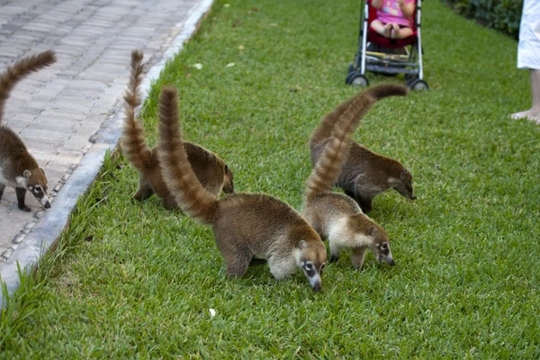 Cozumel raccoons seaking for food — Stock Photo, Image