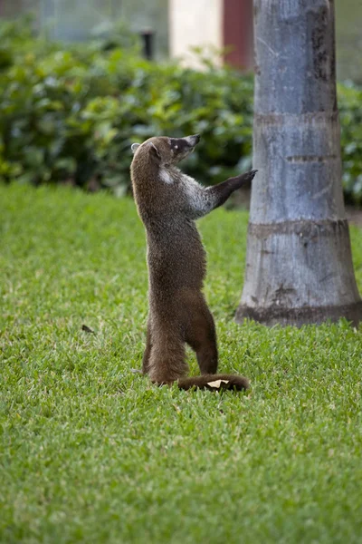 Cozumel raccoon seaking for food — Stock Photo, Image