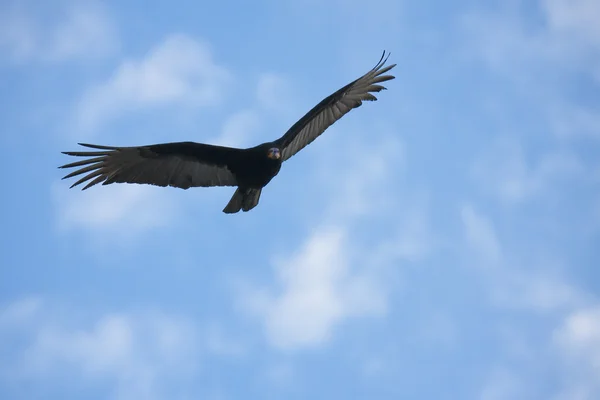 Halcón volador en el cielo nublado — Foto de Stock