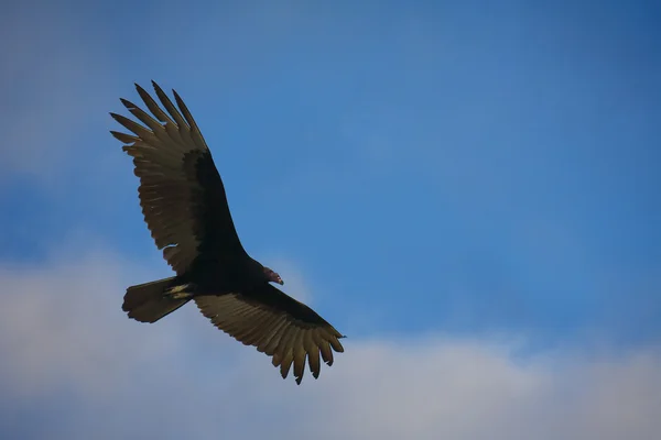 青い空に飛ぶ鷹 — ストック写真