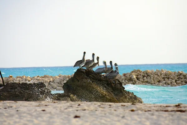 Morze Karaibskie. pelikany siedzi na skale — Zdjęcie stockowe