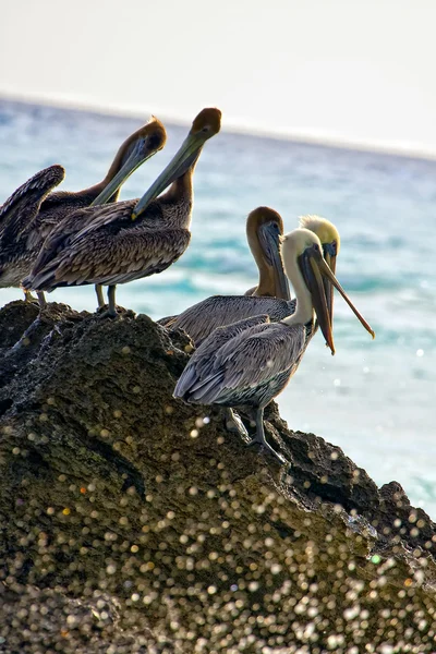 Caribbean sea. Pelicans sitting on a rock — Stock Photo, Image