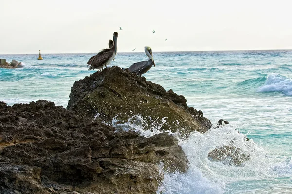 카리브 해입니다. 펠리 칸 바위에 앉아 — 스톡 사진